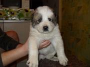 Продам щенков среднеазиатской овчарки 