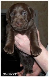 Продам щенков лабрадора