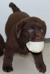 Щенки лабрадора Шоколадного окраса
