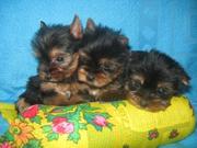 Йоркширский терьер Доставка.