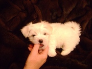 Щенки мальтийской болонки