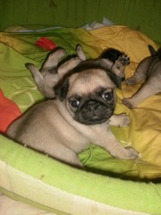 Продам щенков мопса !