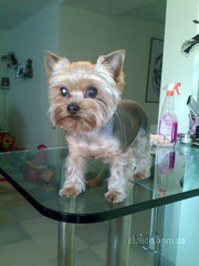 мини ЙОРК, и шет невесту