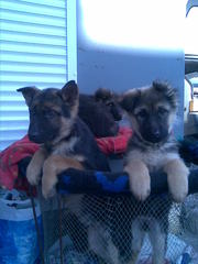 Щенки немецкой овчарки 3 мес