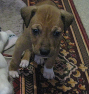 продам щенка американского стаффордширского терьера