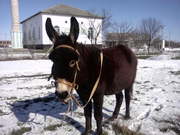 ПРООДАЁТСЯ ОСЛИЦА-КРЫМСКАЯ