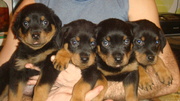 Продам щенков ротвейлера и мальчики и девочьки