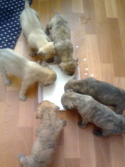 щенки американского стафордского терьера