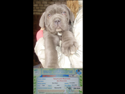 Щенки Кане Корсо