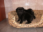 продам чёрных и светлых щенков мопса