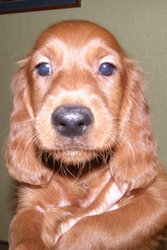 Щенки ирландского красного сеттера. Родословная КСУ. Прививки,  клеймо.