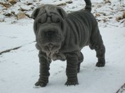 Голубые щенки шарпея