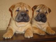 Клубные щенки шарпея