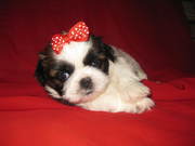 Продаются щенки ши-тцу