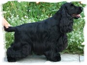 Английский кокер-спаниель предварительная запись на щенков