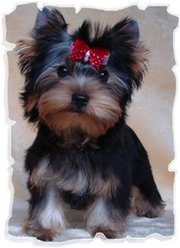 Йоркширский терьер Oенки