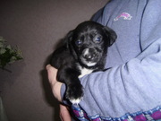 Отдаются в самые добрые и заботливые ручки очаровательные щенки