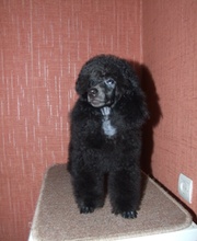 стрижка собак