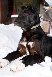 Отдам щенка метиса овчарки/алабая