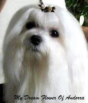 Мальтийская болонка, мальтезе - щенки от Чемпионов.