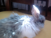 Декоративные кролики- ангора