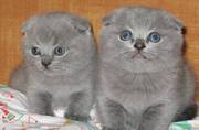 Продам, шотландских вислоухих котят!