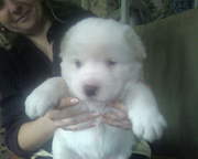 щенки среднеазиатской овчарки (алабай)