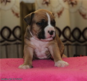 щенки Ам.Стафф терьера от чемпионов!!!