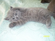 Продам шотланского котенка