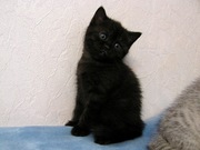 Питомник Snowberry предлагает к продаже котят скоттиш страйт