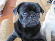 Мопс желает познакомиться