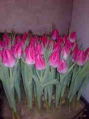 Продам Тюльпан