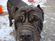 Отдам собаку МАСТИФА в хорошие руки