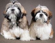 Ши-тцу от титулованных родителей