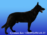 Восточноевропейская овчарка. Киев