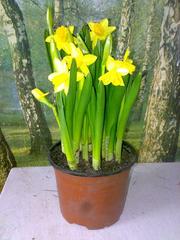 Продам крокусы, нарциссы, тюльпаны в горшках к 8 марта.