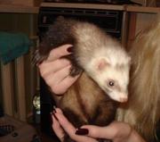 продам хорька 1000грн.