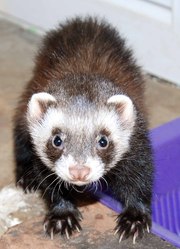 Хорёк домашний (Фретка)