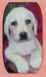 ПАЛЕВЫЕ ЛАБРАДОРЧИКИ