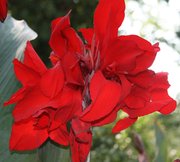 Посадочный материал эксклюзивных канн