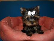 йоркширский терьер миники