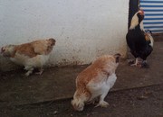 куры  мясной породы ФАВЕРОЛЬ