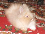 Ангорские кролики