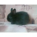 декоративних кроликов