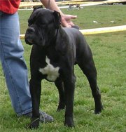 Кане корсо щенки шоу класса