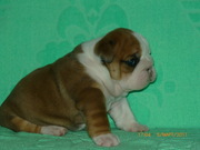 Продам английского бульдога