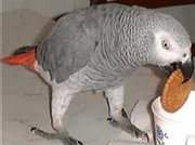 большие попугаи