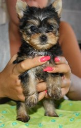 продаются щенки йоркширского терьера