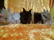 декоративные крольчата прямоушки от заводчика для души и на подарок