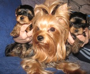 продам щенков йоркширского